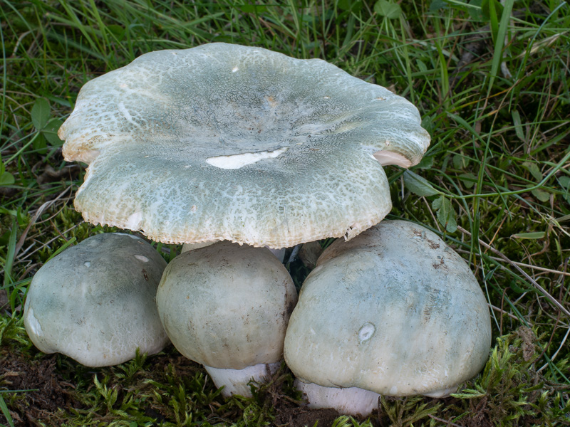 Russula virescens